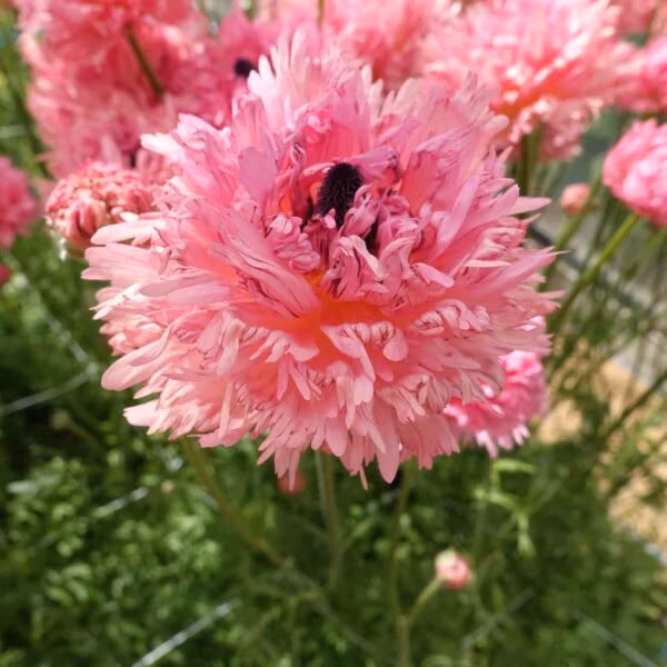 Ranunculus Poodle Ramlia