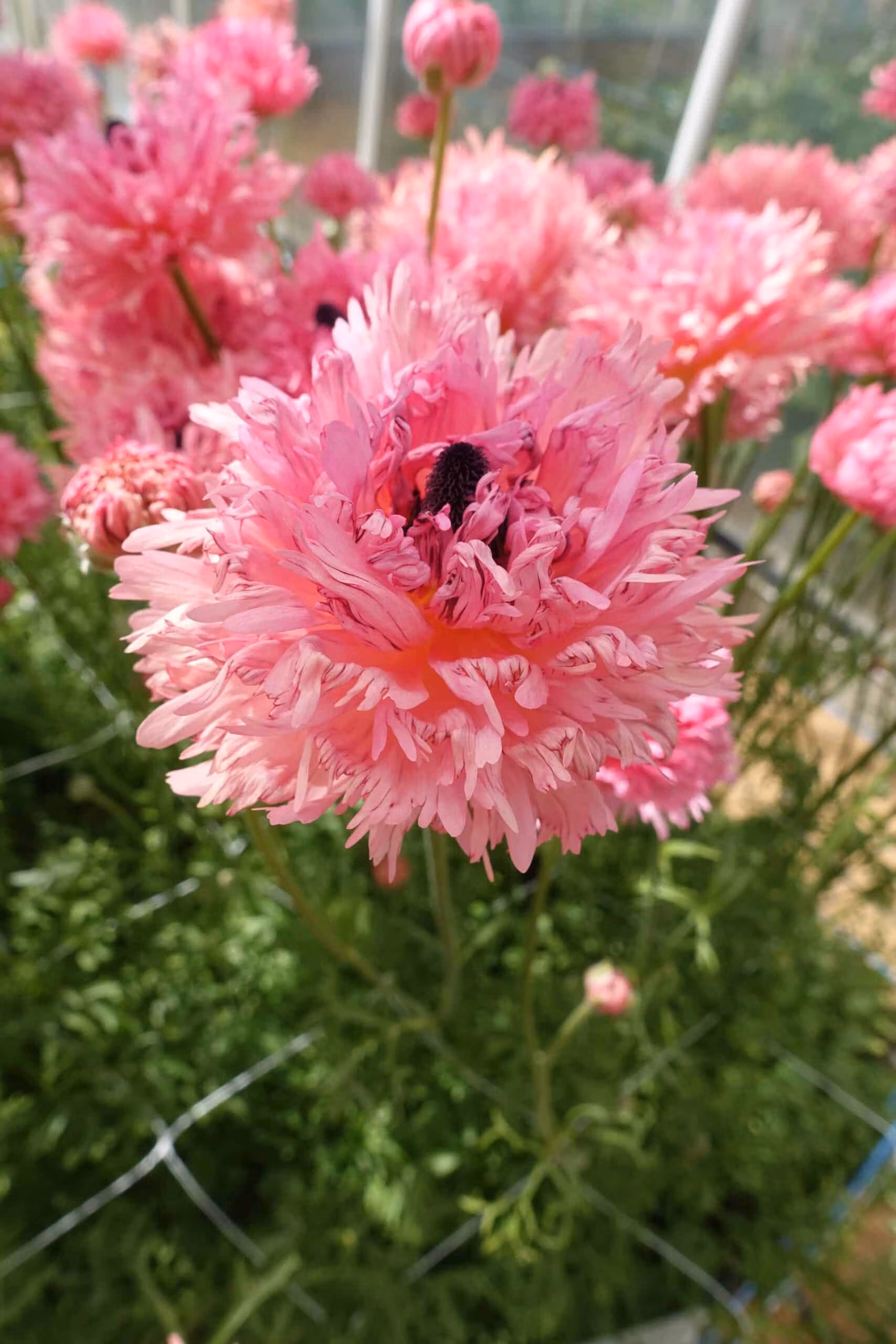 Ranunculus Poodle Ramlia