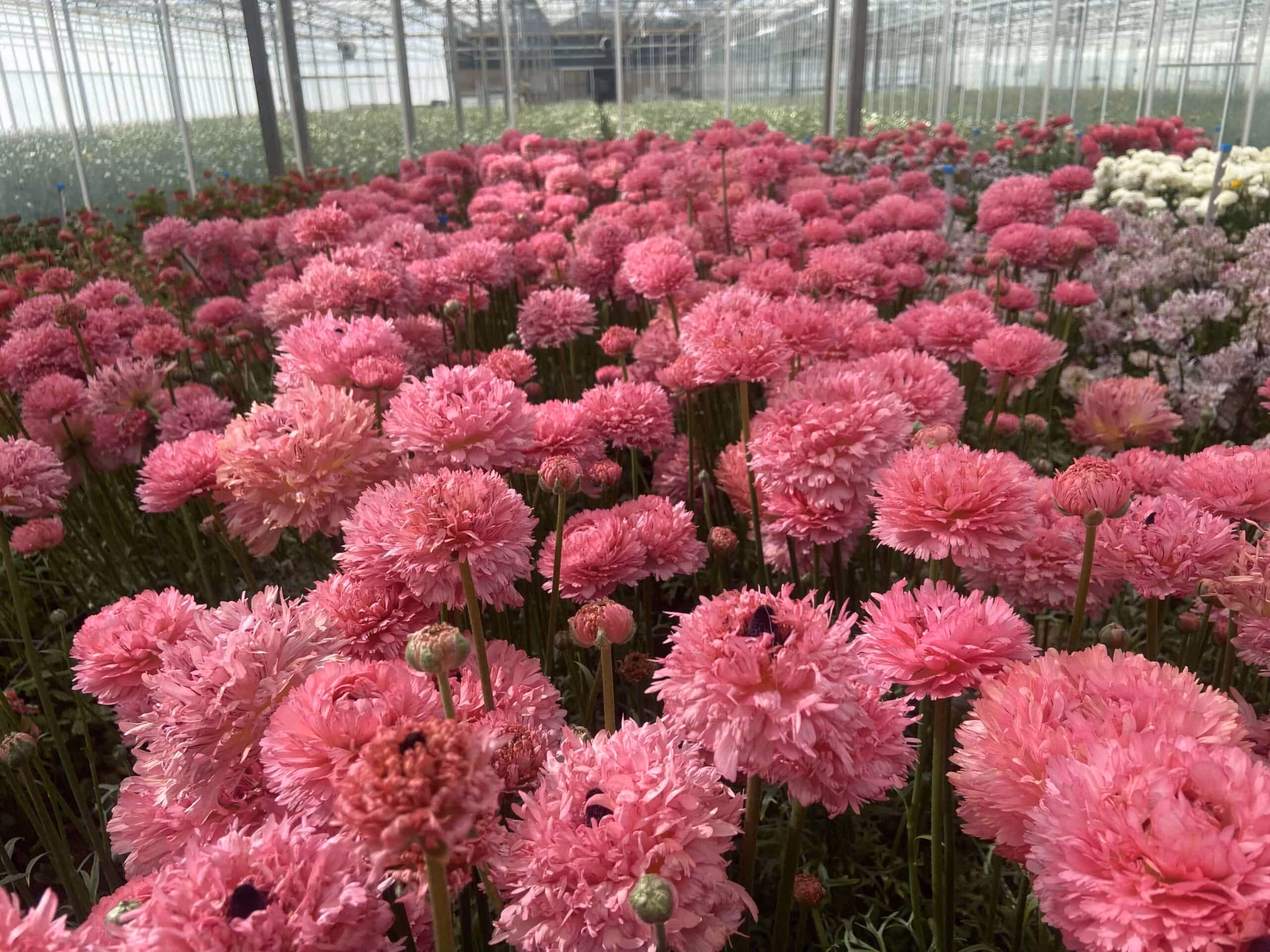 Ranunculus Poodle Ramlia - Image 2