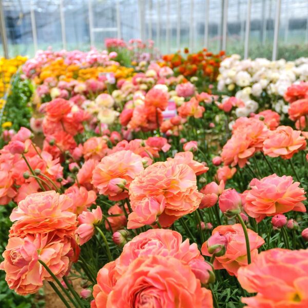 Ranunculus and Butterfly Ranunculus Corms Available to order now