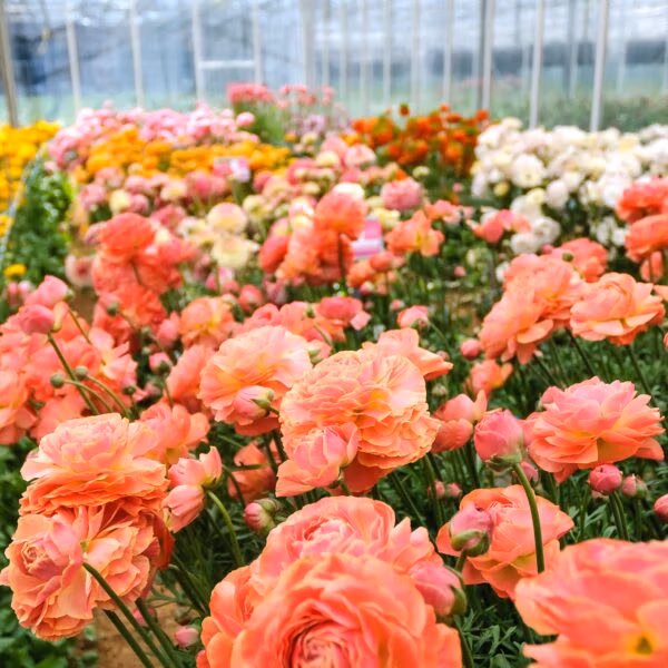 Ranunculus and Butterfly Ranunculus Corms Available to order now