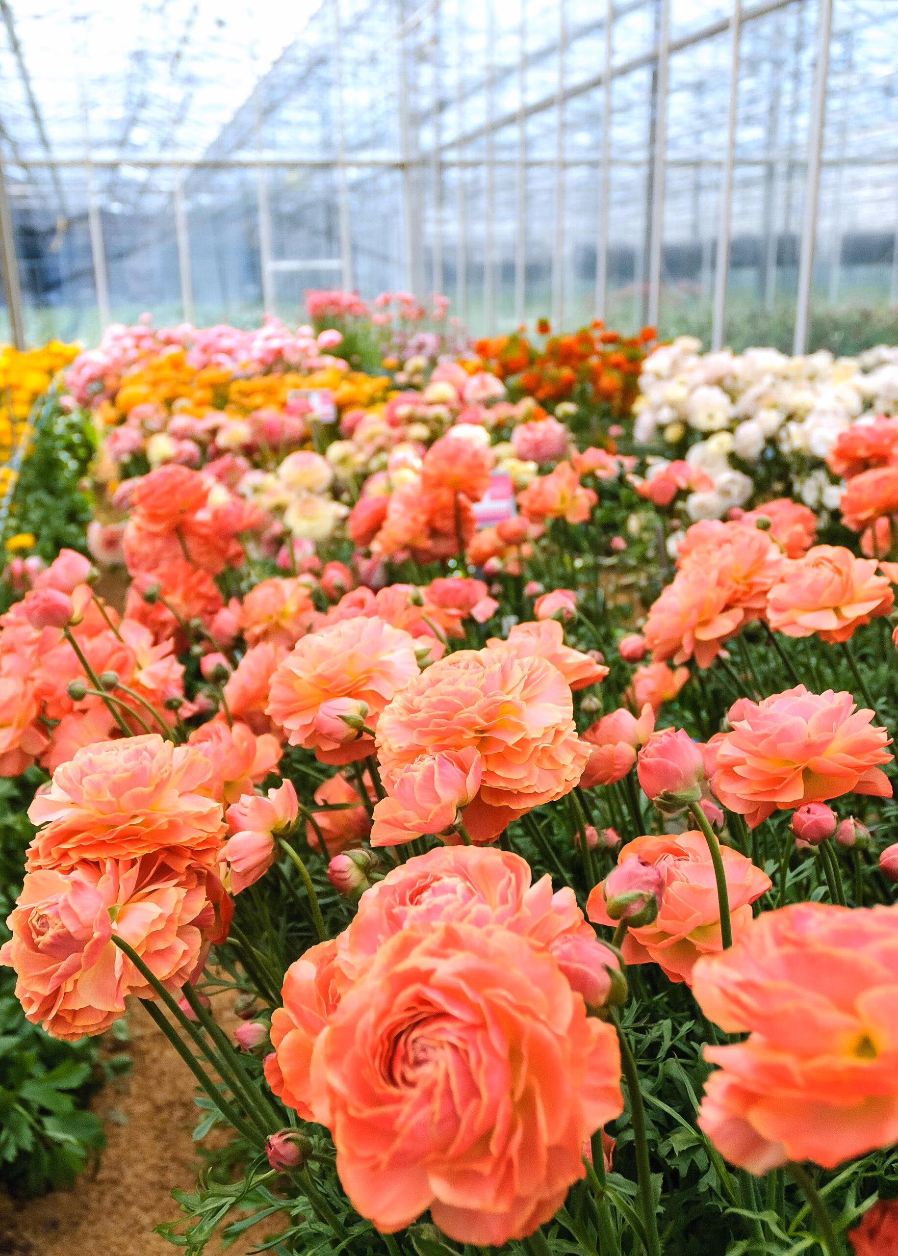 Ranunculus Romance Buzet - Image 2