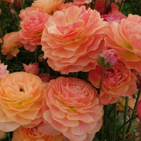 Ranunculus Romance Buzet
