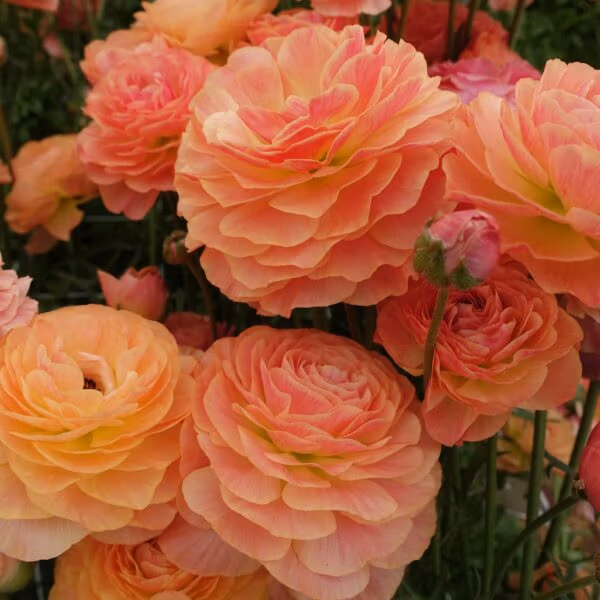 Ranunculus Romance Buzet