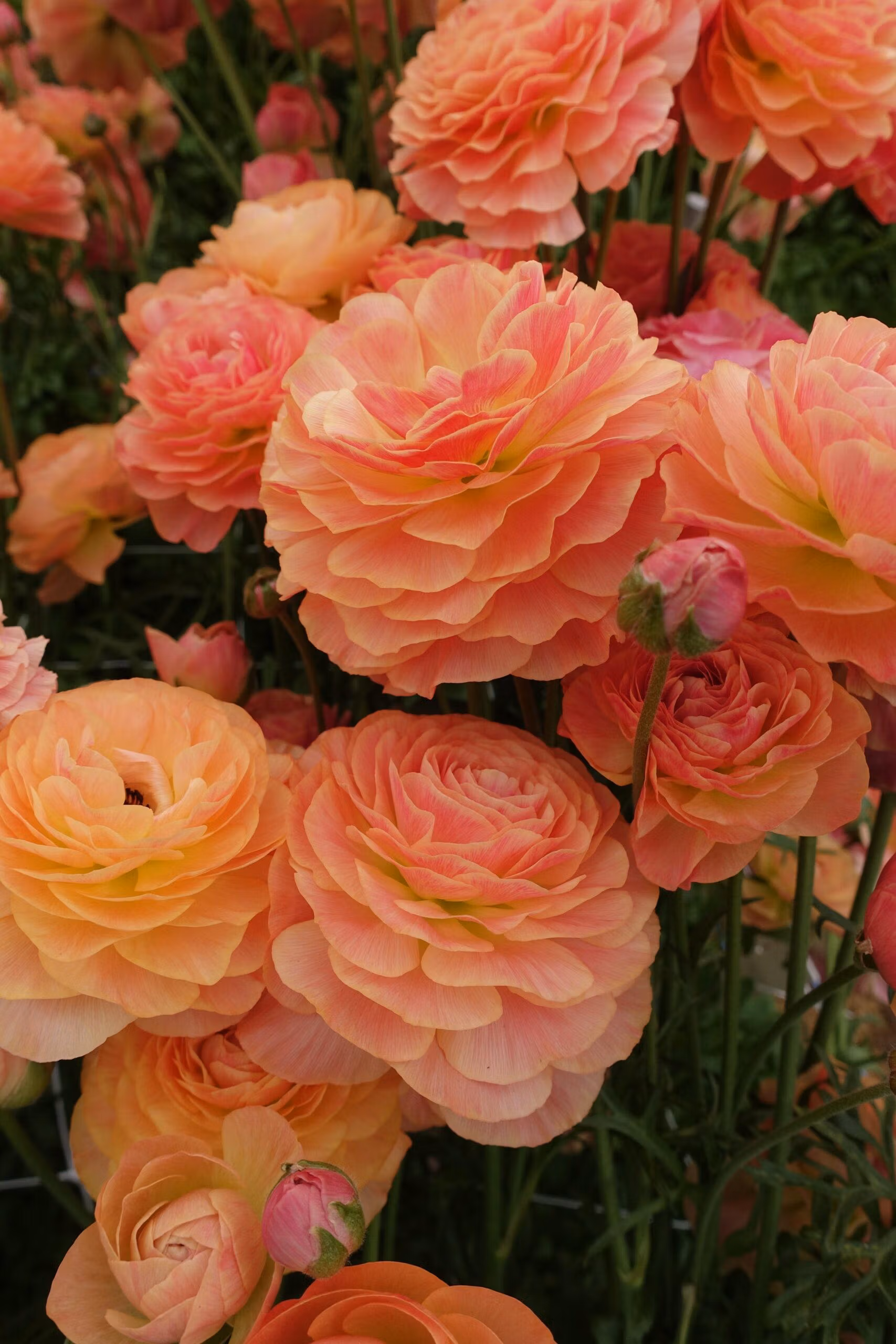 Ranunculus Romance Buzet