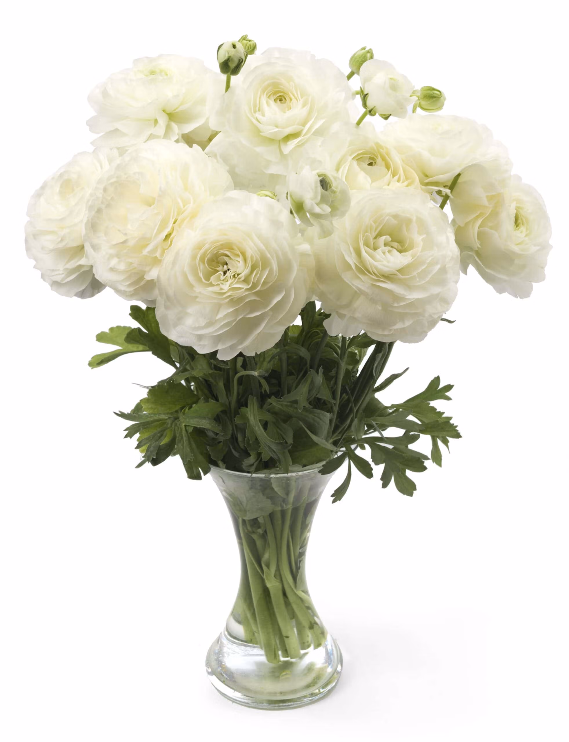 Ranunculus Romance Courchevel - Image 2