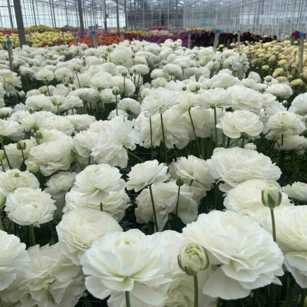 Ranunculus Romance Courchevel