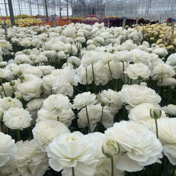 Ranunculus Romance Courchevel