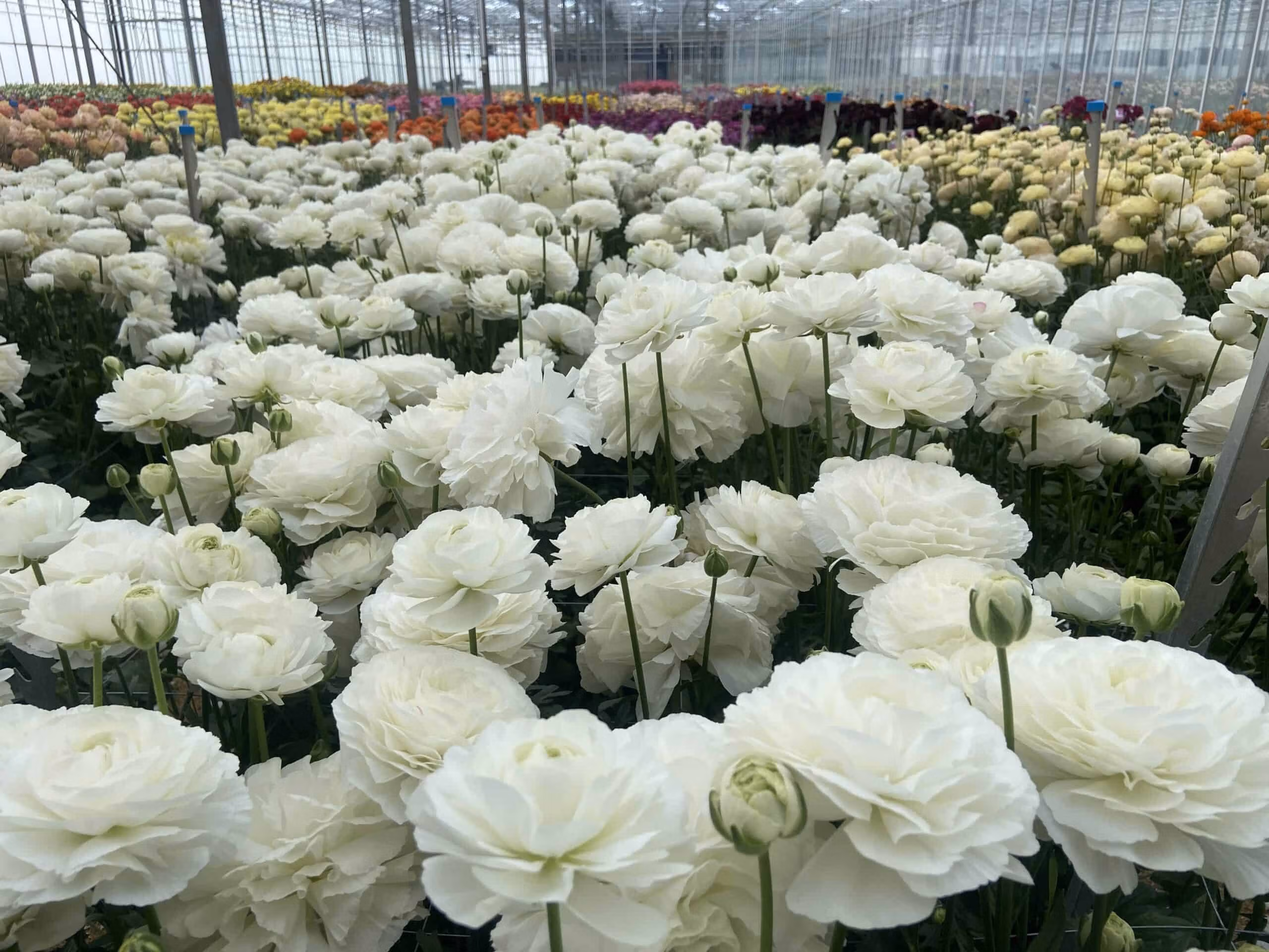 Ranunculus Romance Courchevel