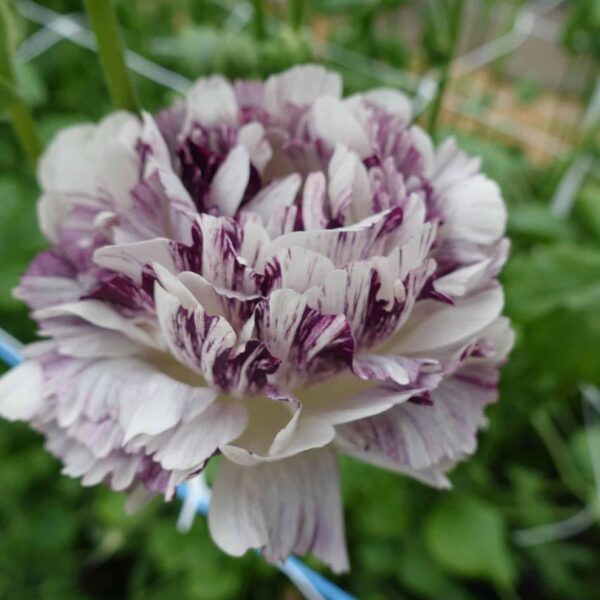Ranunculus Brushmark Galthie