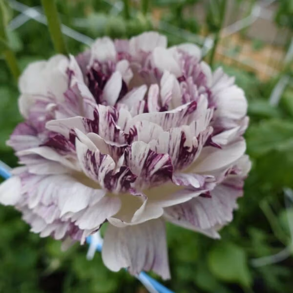 Ranunculus Brushmark Galthie
