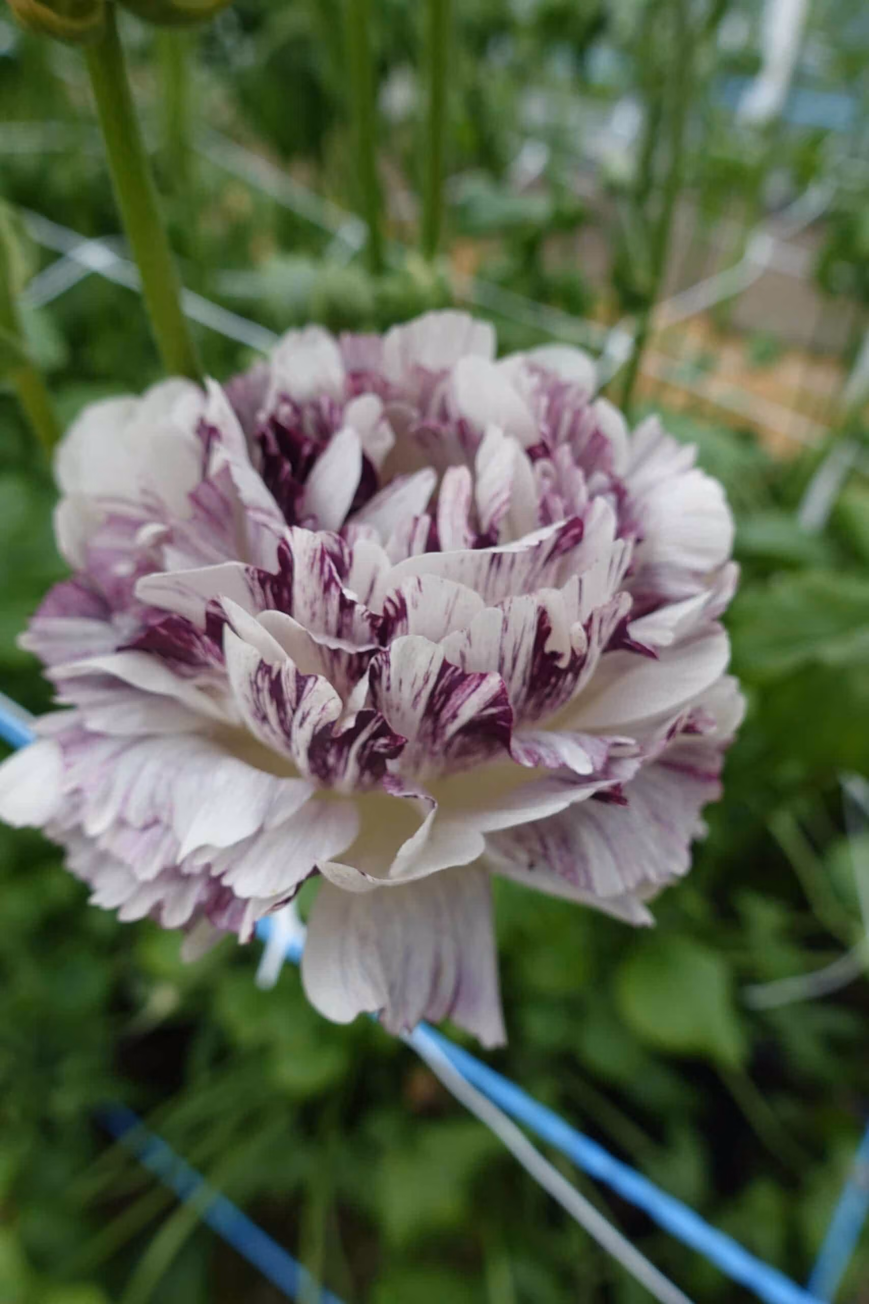 Ranunculus Brushmark Galthie