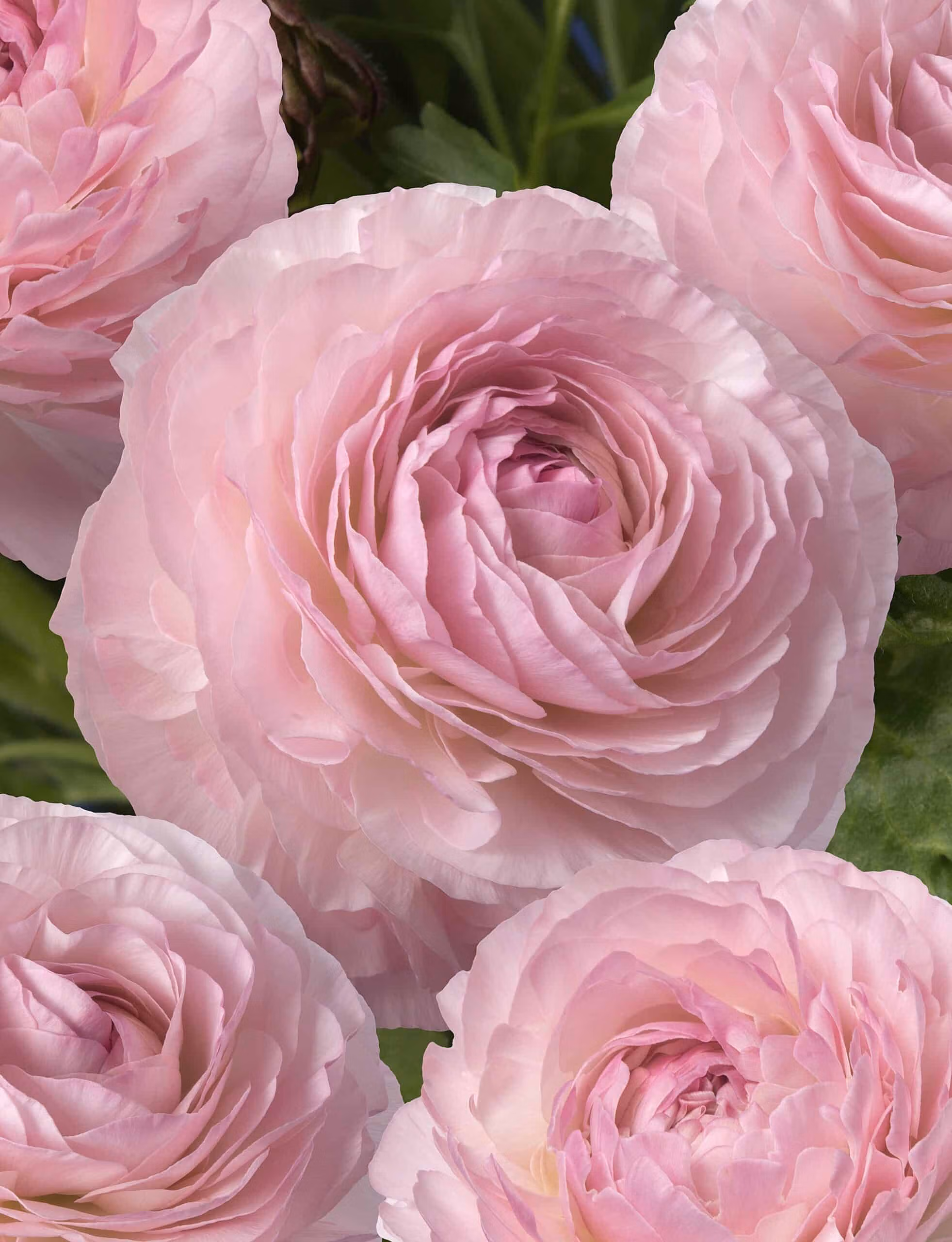 Ranunculus Romance Seine - Image 2