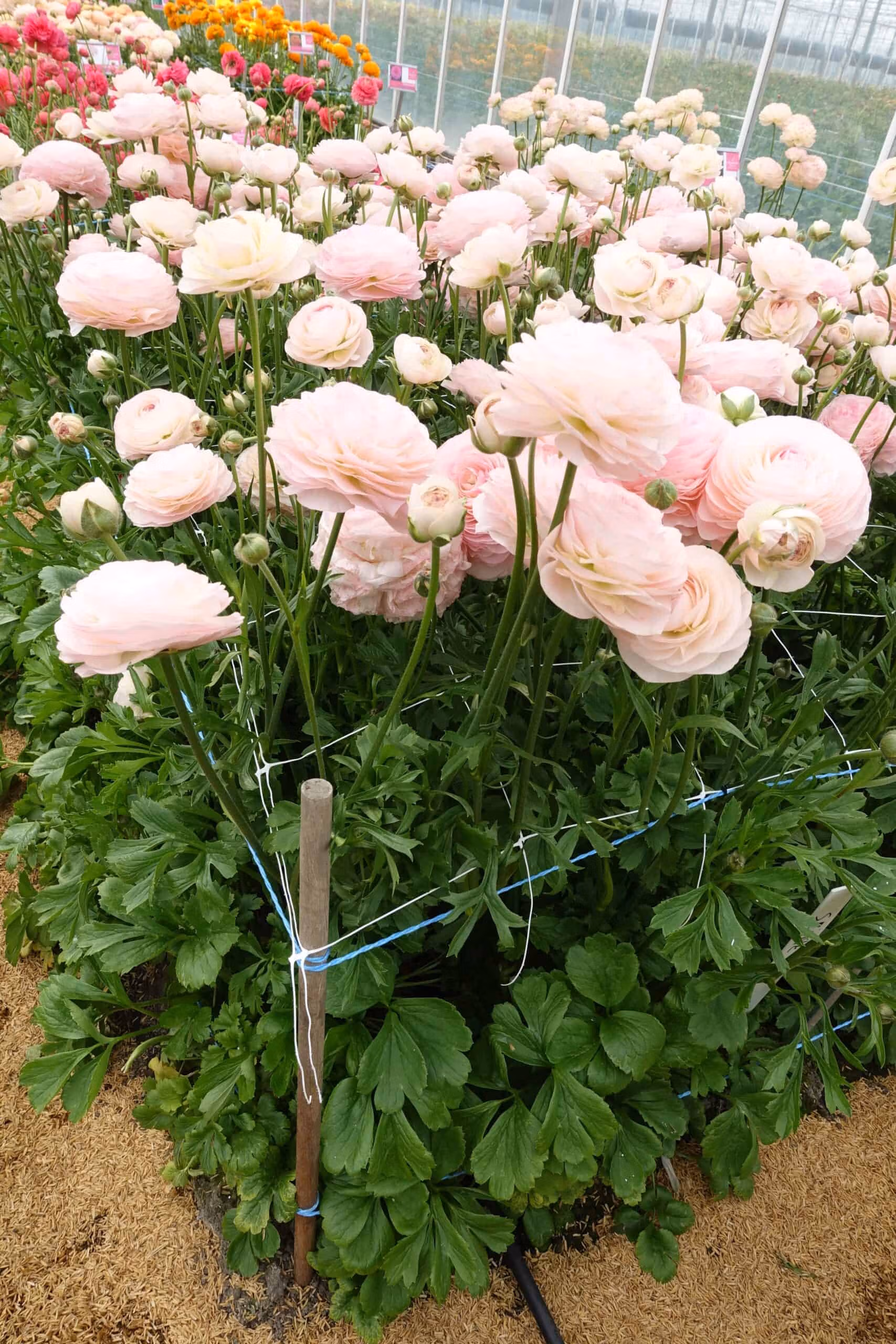 Ranunculus Romance Seine - Image 3