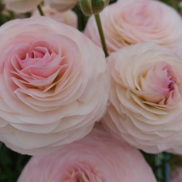 Ranunculus Romance Seine