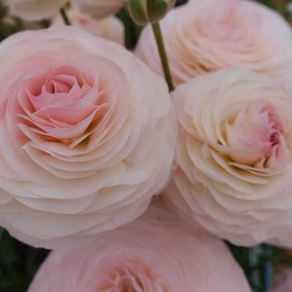 Ranunculus Romance Seine