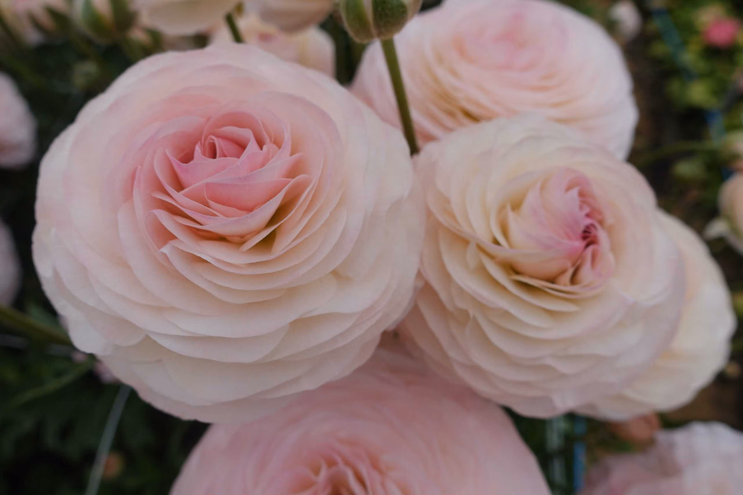 Ranunculus Romance Seine