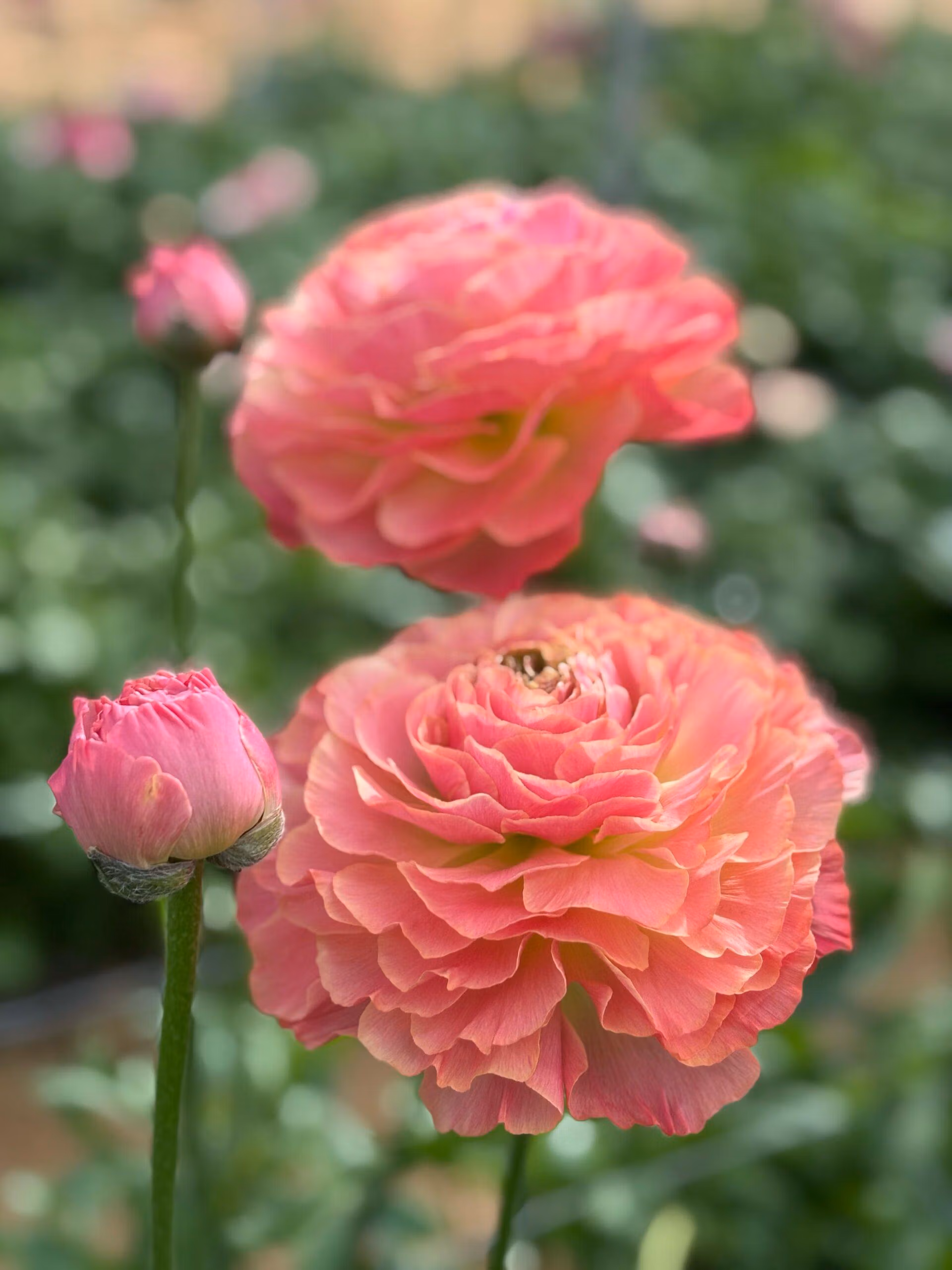 Ranunculus Romance Buzet - Image 3