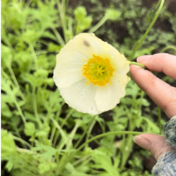 Icelandic Poppy Wind Song