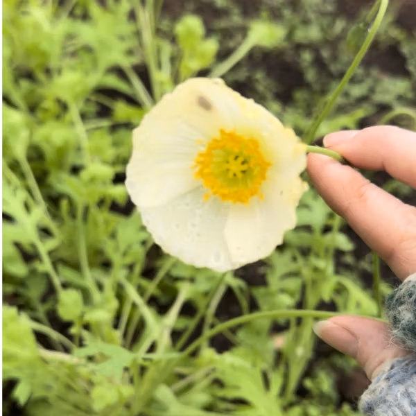 Icelandic Poppy Wind Song