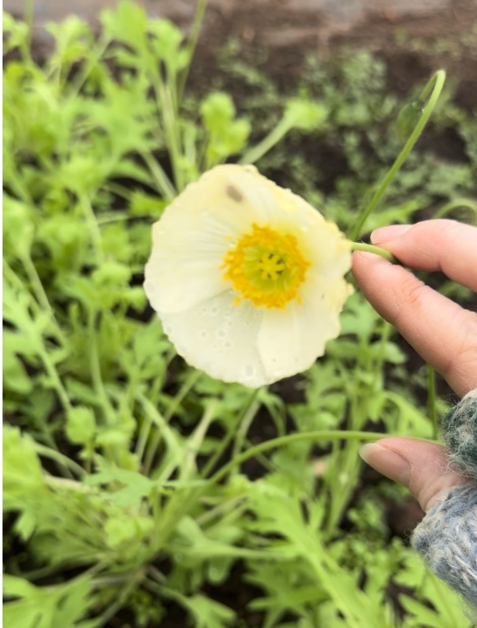 Icelandic Poppy Wind Song