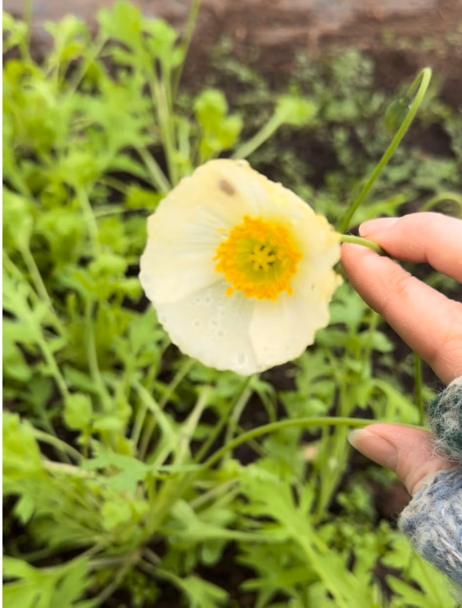 Icelandic Poppy Wind Song