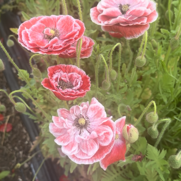 Papaver rhoeas Double Choice, Mixed Colours