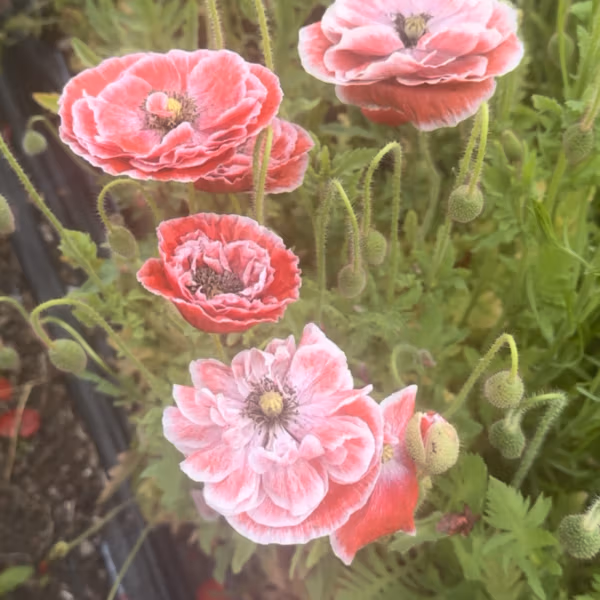Papaver rhoeas Double Choice, Mixed Colours