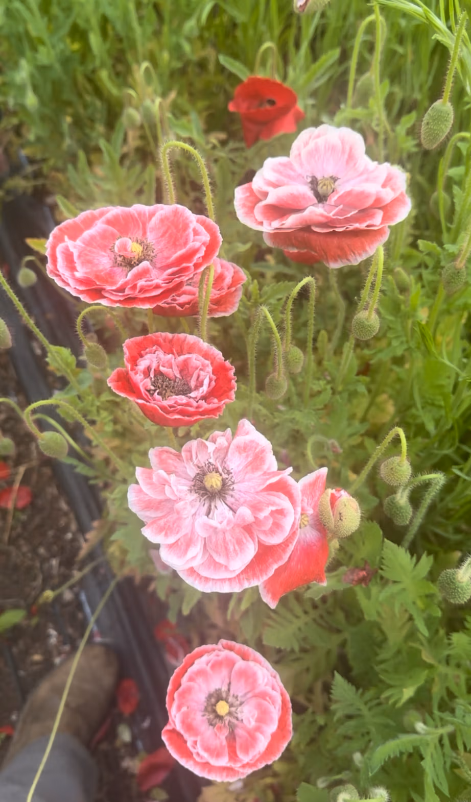 Papaver rhoeas Double Choice, Mixed Colours