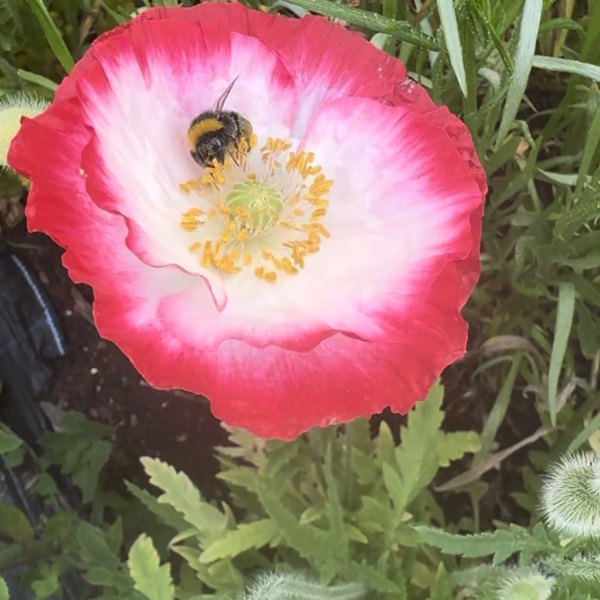 Papaver rhoeas Angels Choir