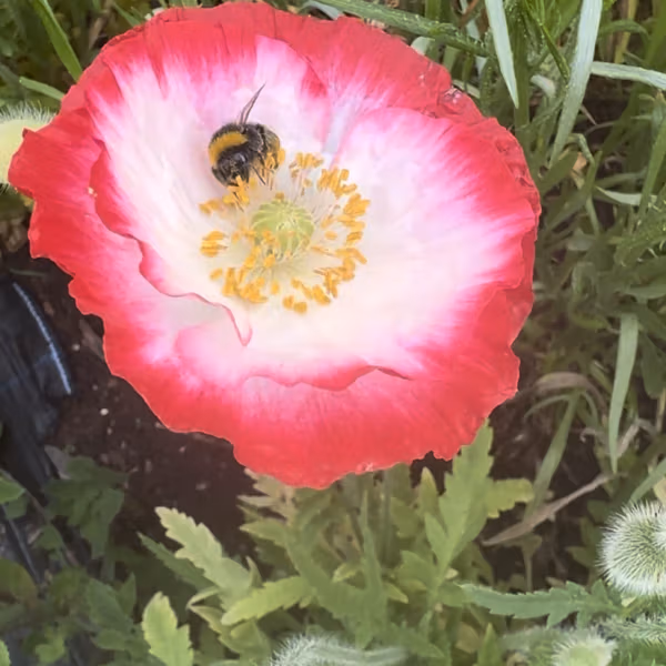 Papaver rhoeas Angels Choir