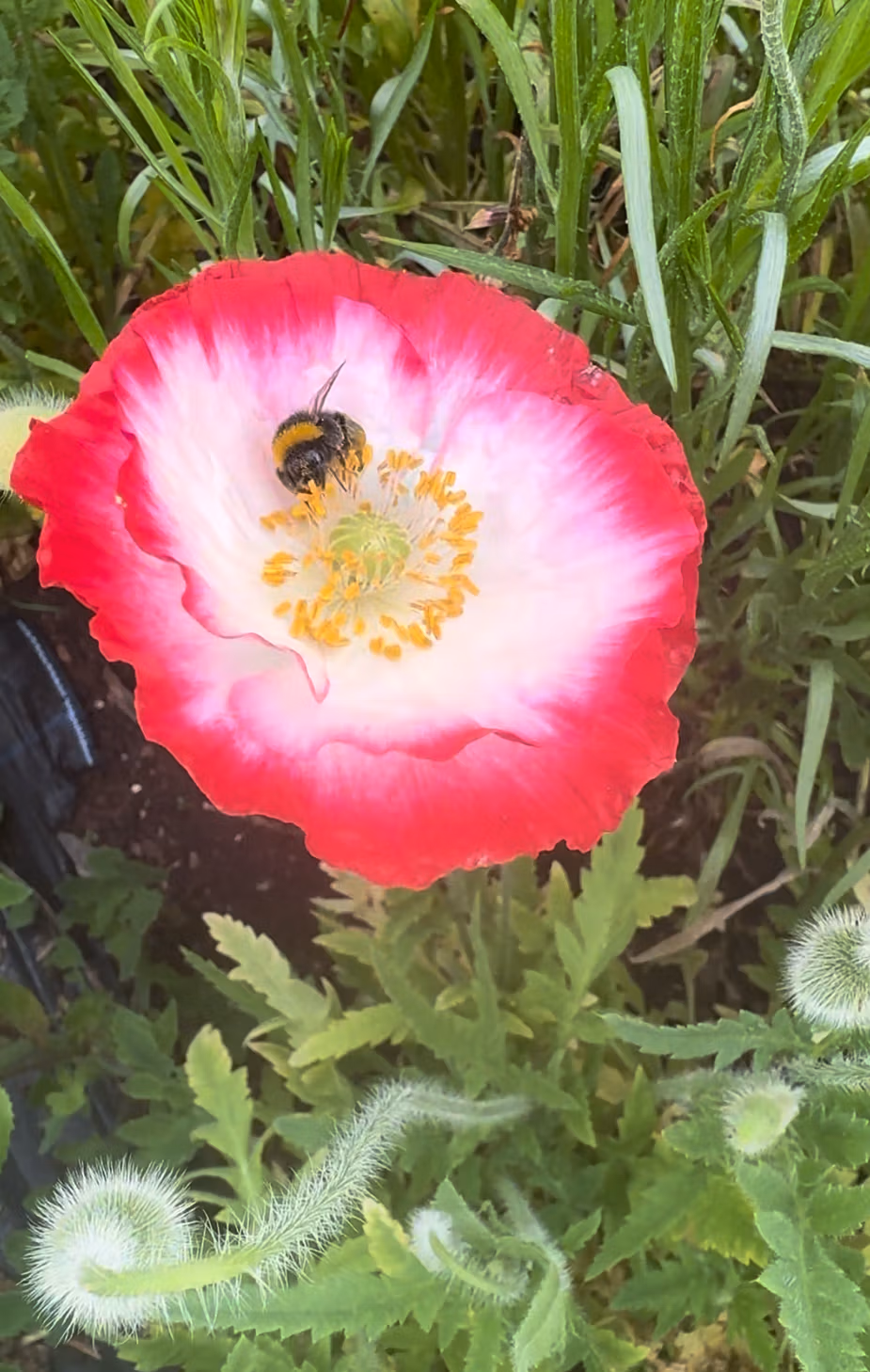 Papaver rhoeas Angels Choir