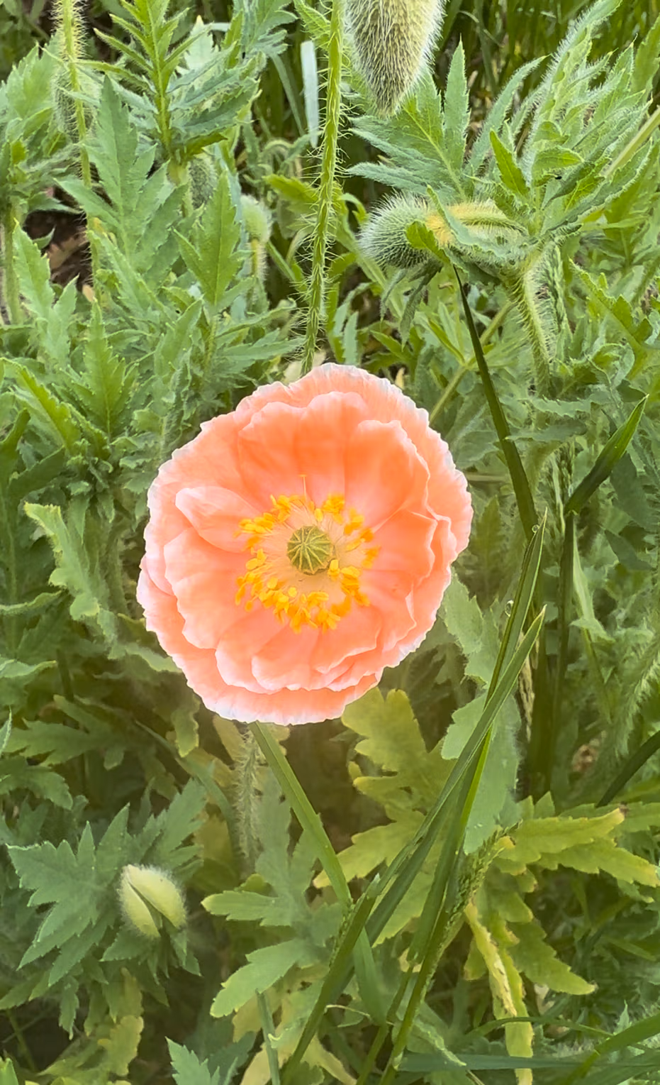 Papaver rhoeas Angels Choir - Image 2