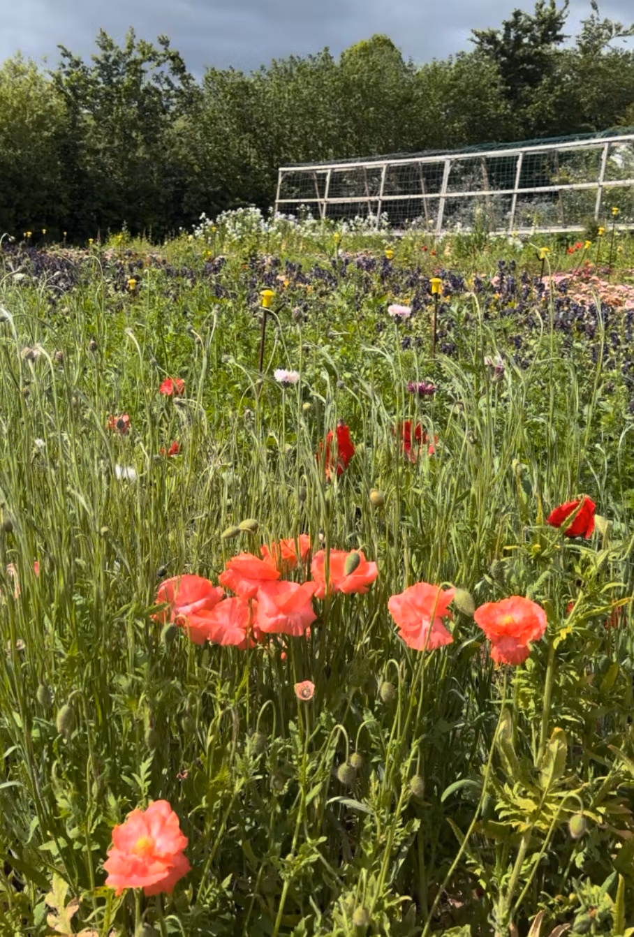 Papaver rhoeas Angels Choir - Image 3