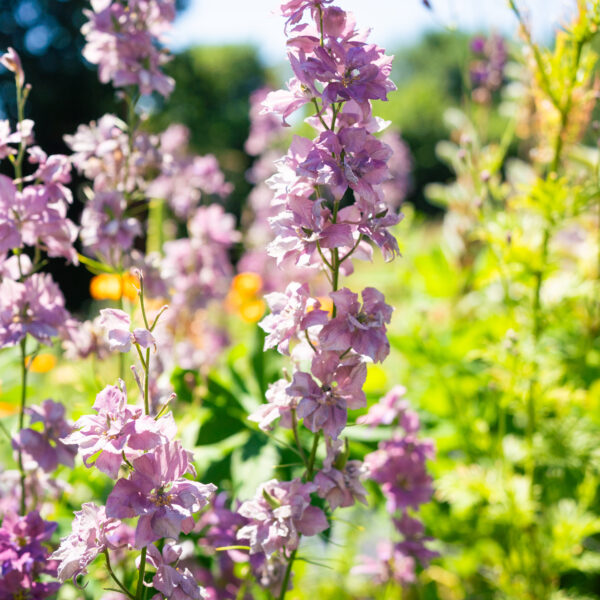 Misty Lavender Larkspur