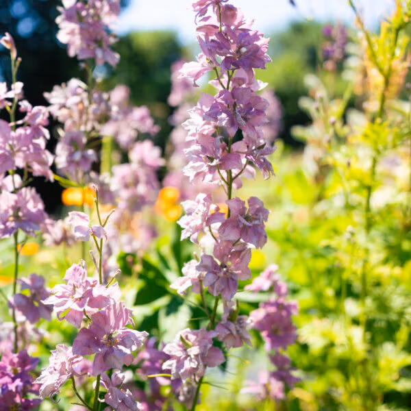 Misty Lavender Larkspur
