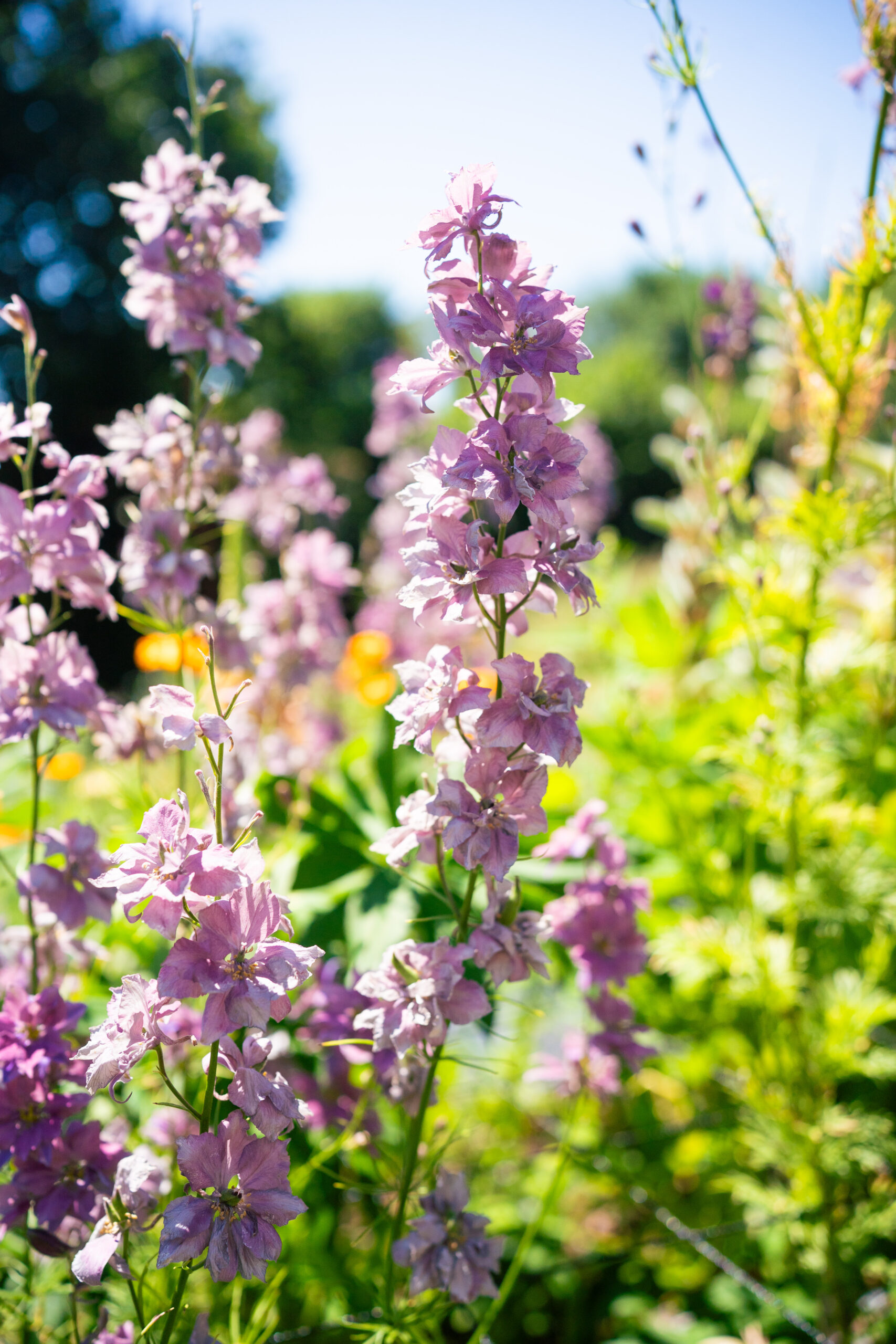 Misty Lavender Larkspur