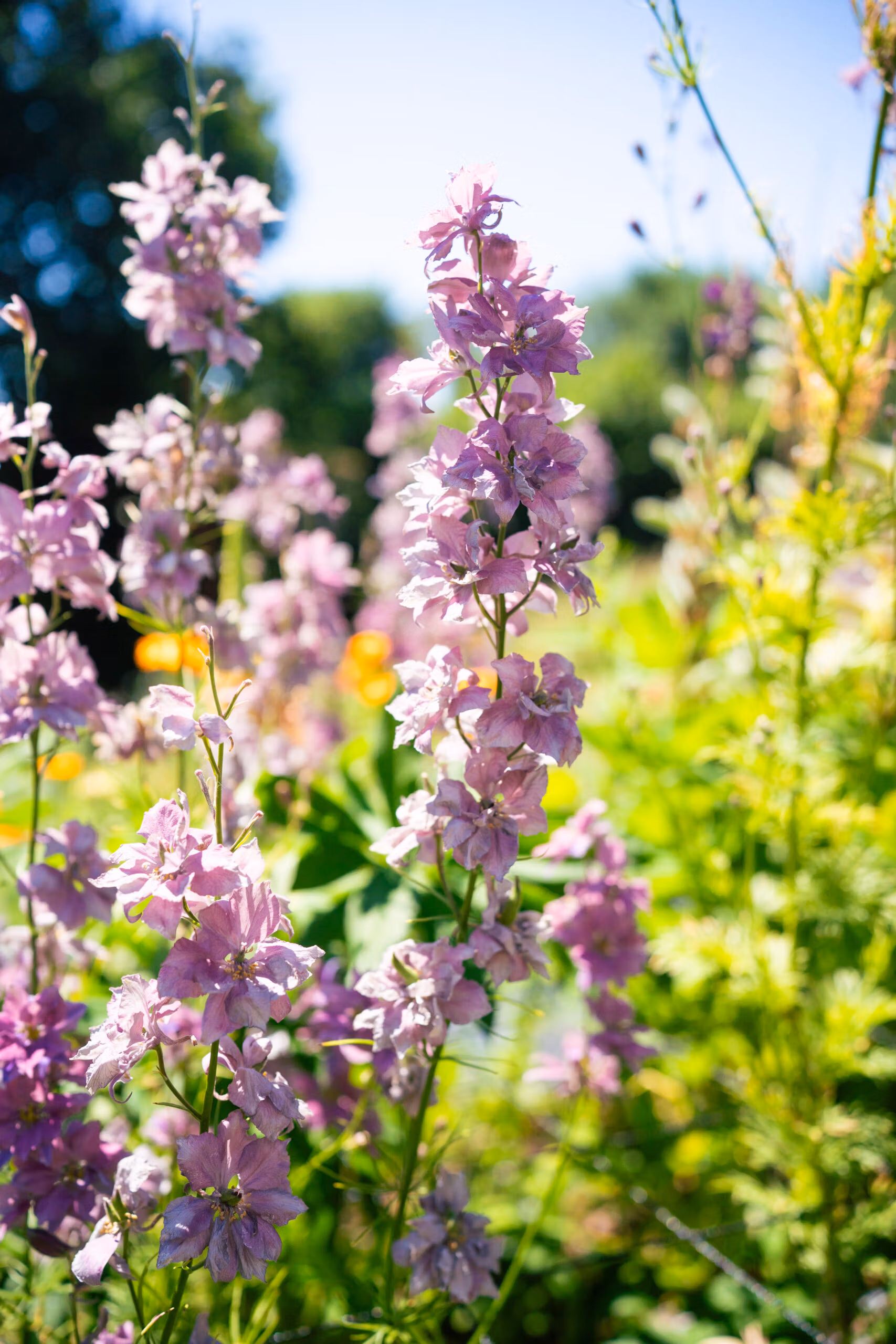 Misty Lavender Larkspur