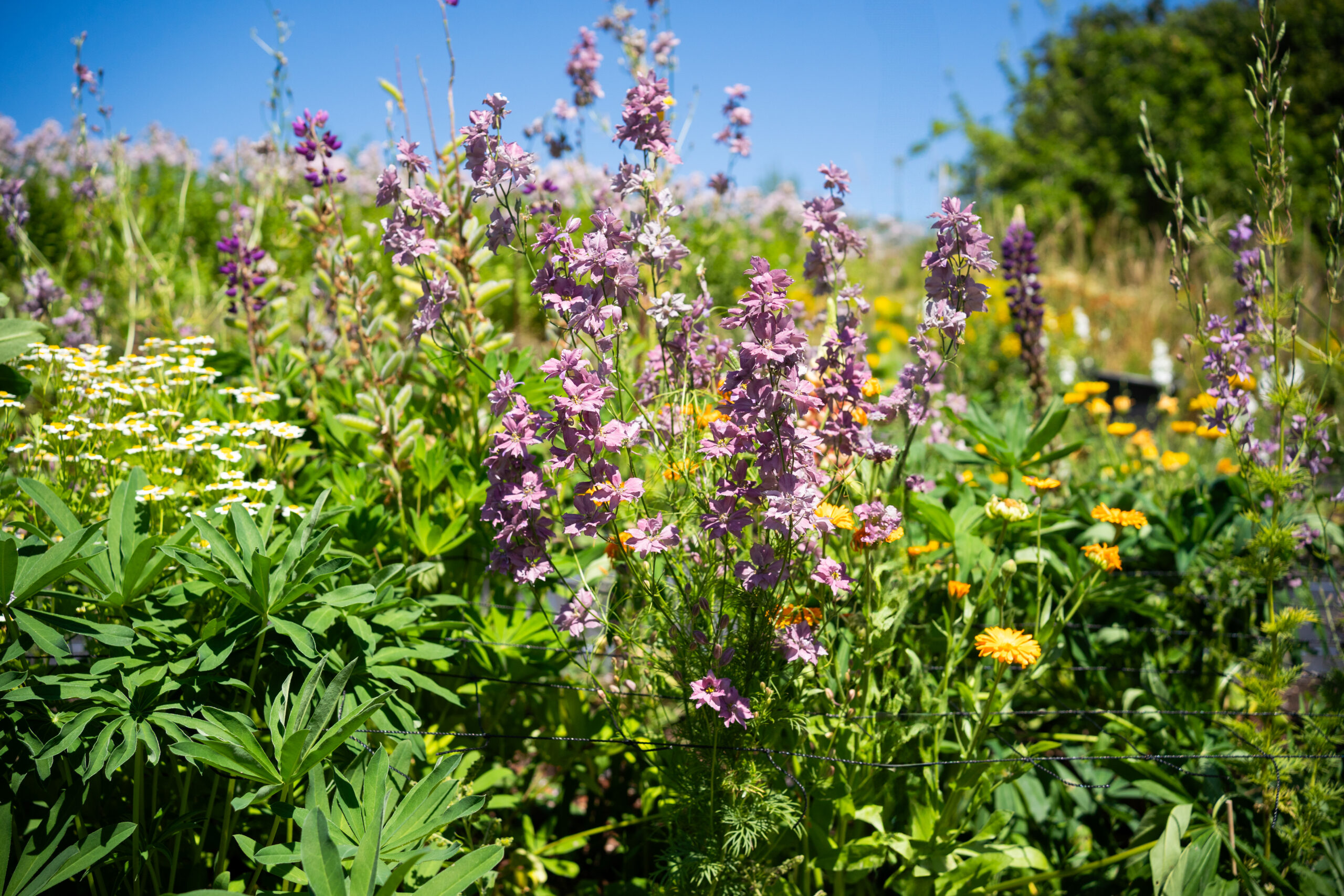Larkspur Misty Lavender - Image 3