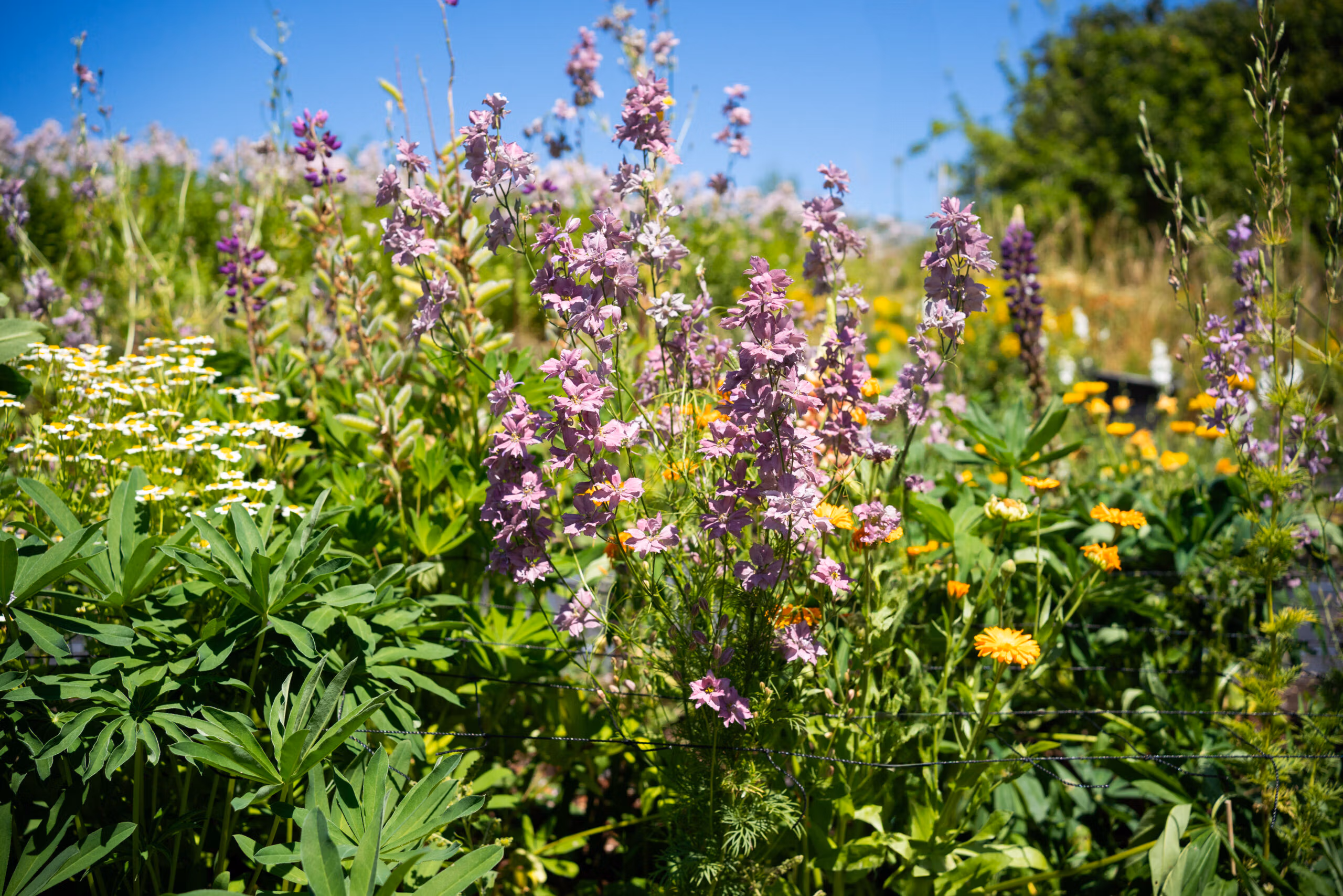 Larkspur Misty Lavender - Image 3