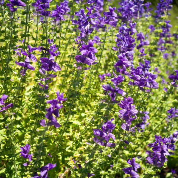 Clary Sage Oxford blue