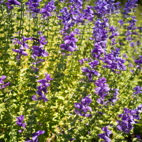 Clary Sage Oxford blue