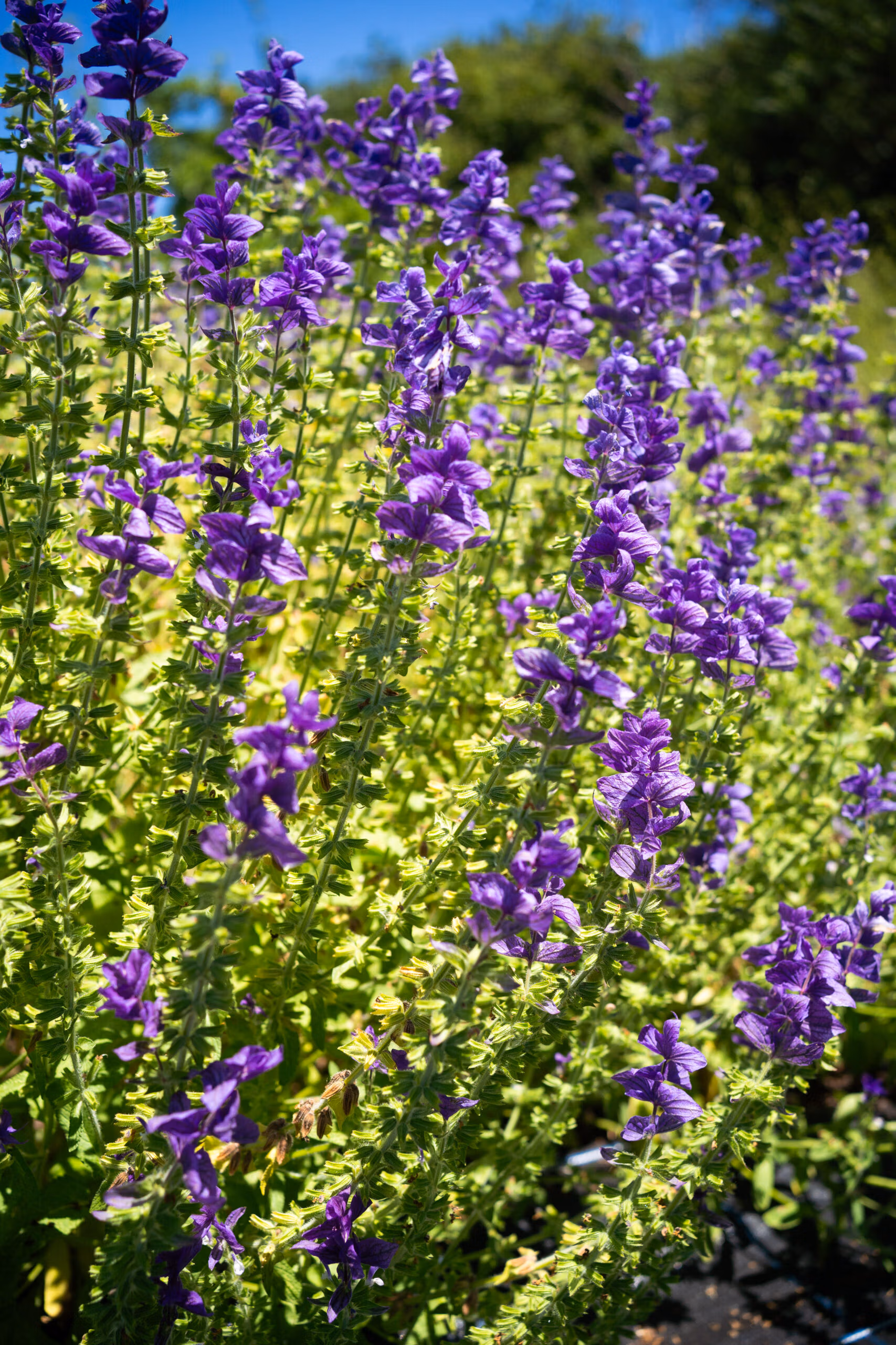 Clary Sage Oxford blue
