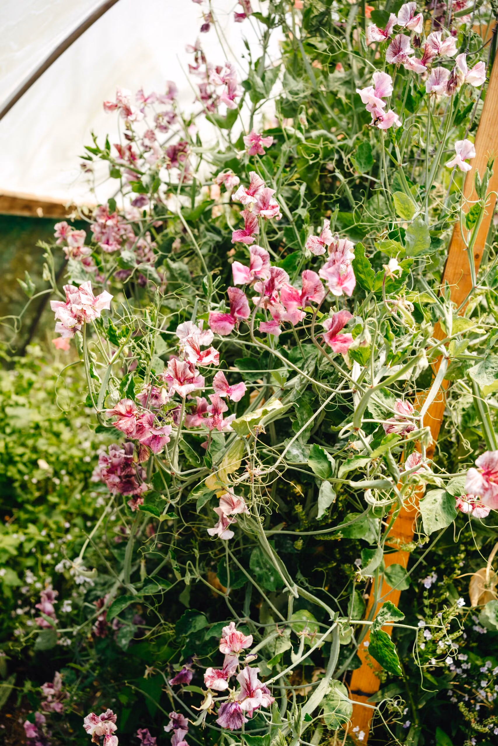 Sweet Pea Suzy Z - Image 2