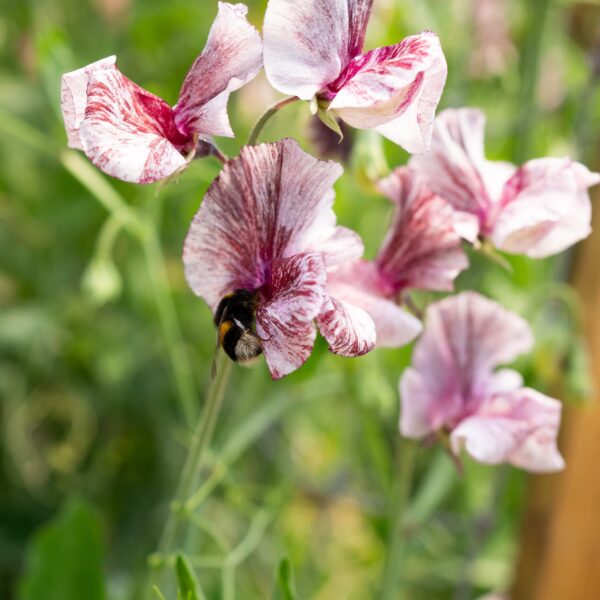 Hardy Annual Plug Plants PRE ORDER for Autumn 2026