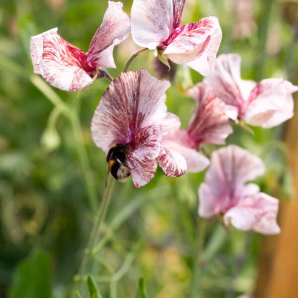 Hardy Annual Plug Plants PRE ORDER for Autumn 2026