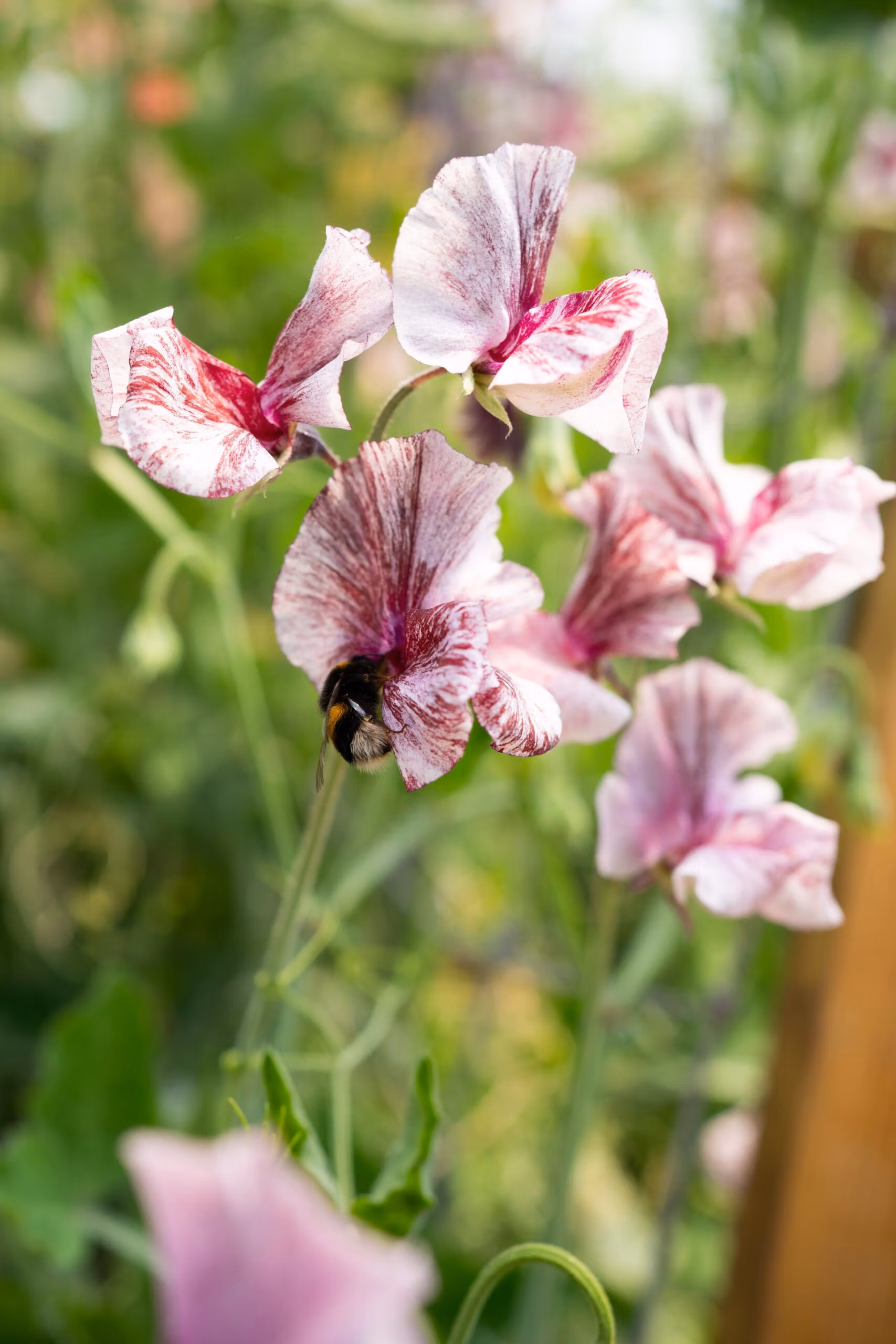 Sweet Pea Suzy Z