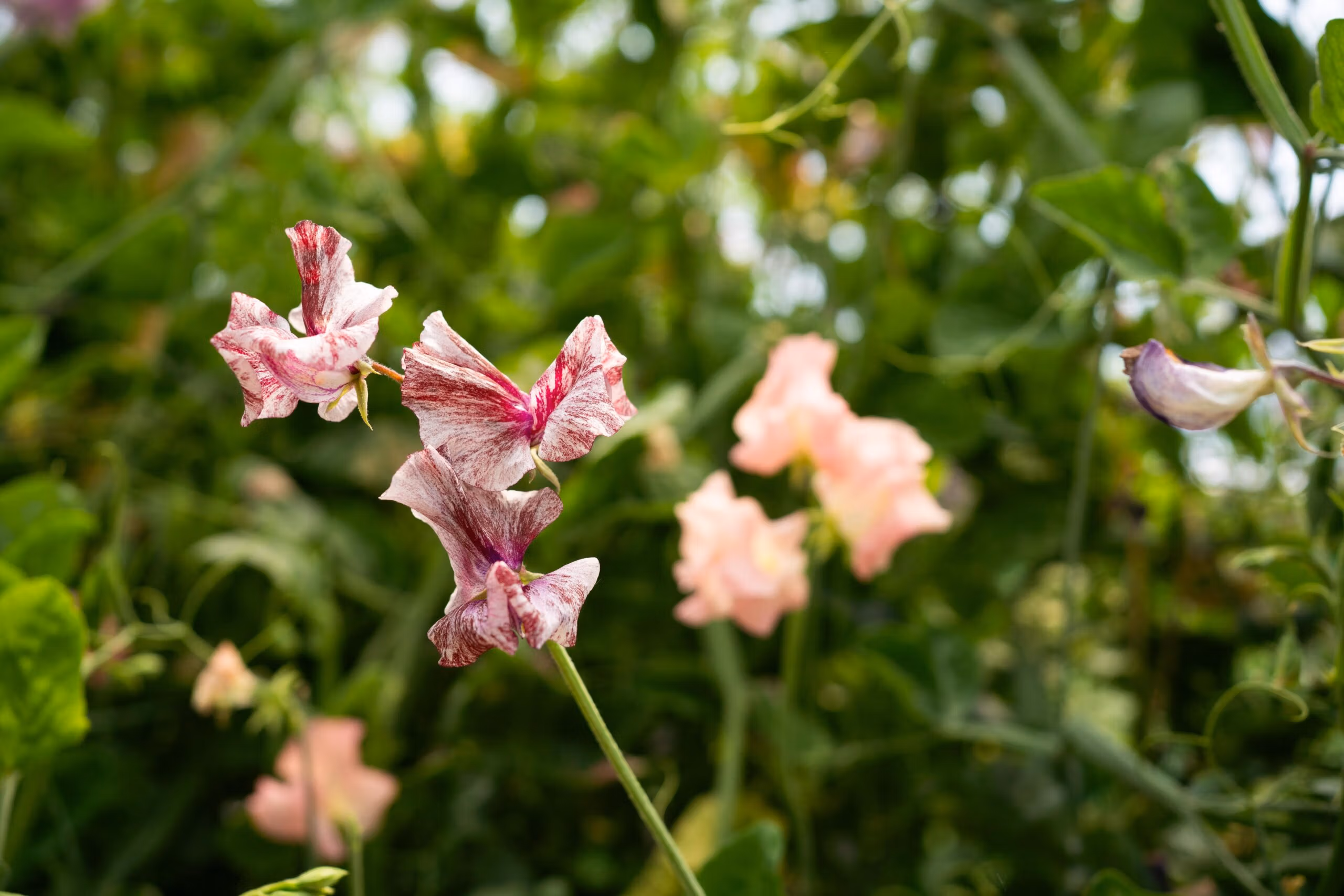 Sweet Pea Suzy Z - Image 4