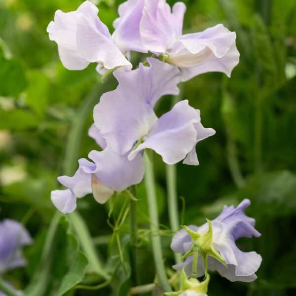 Sweet Pea Charlies Angels