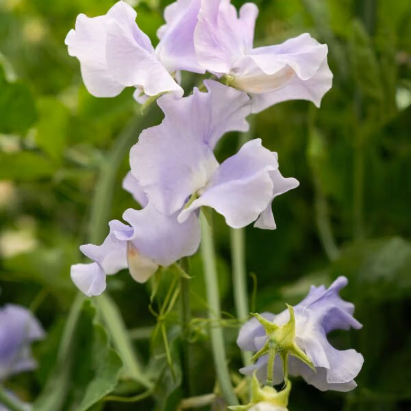 Sweet Pea Charlies Angels